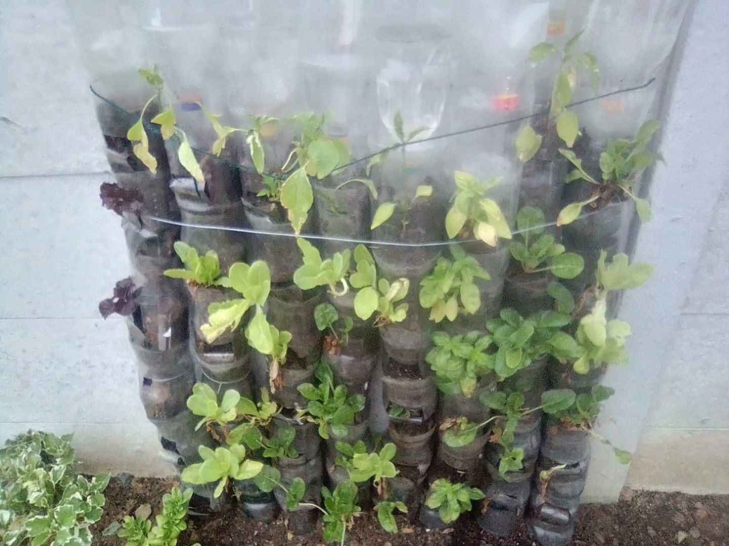 Even with little space this can give you a great harvest...