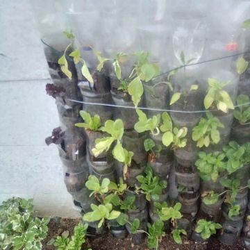 Even with little space this can give you a great harvest...