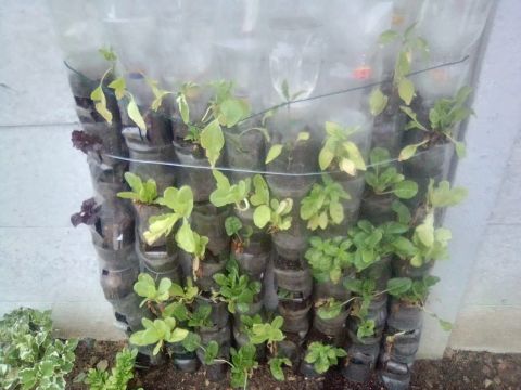 Even with little space this can give you a great harvest...