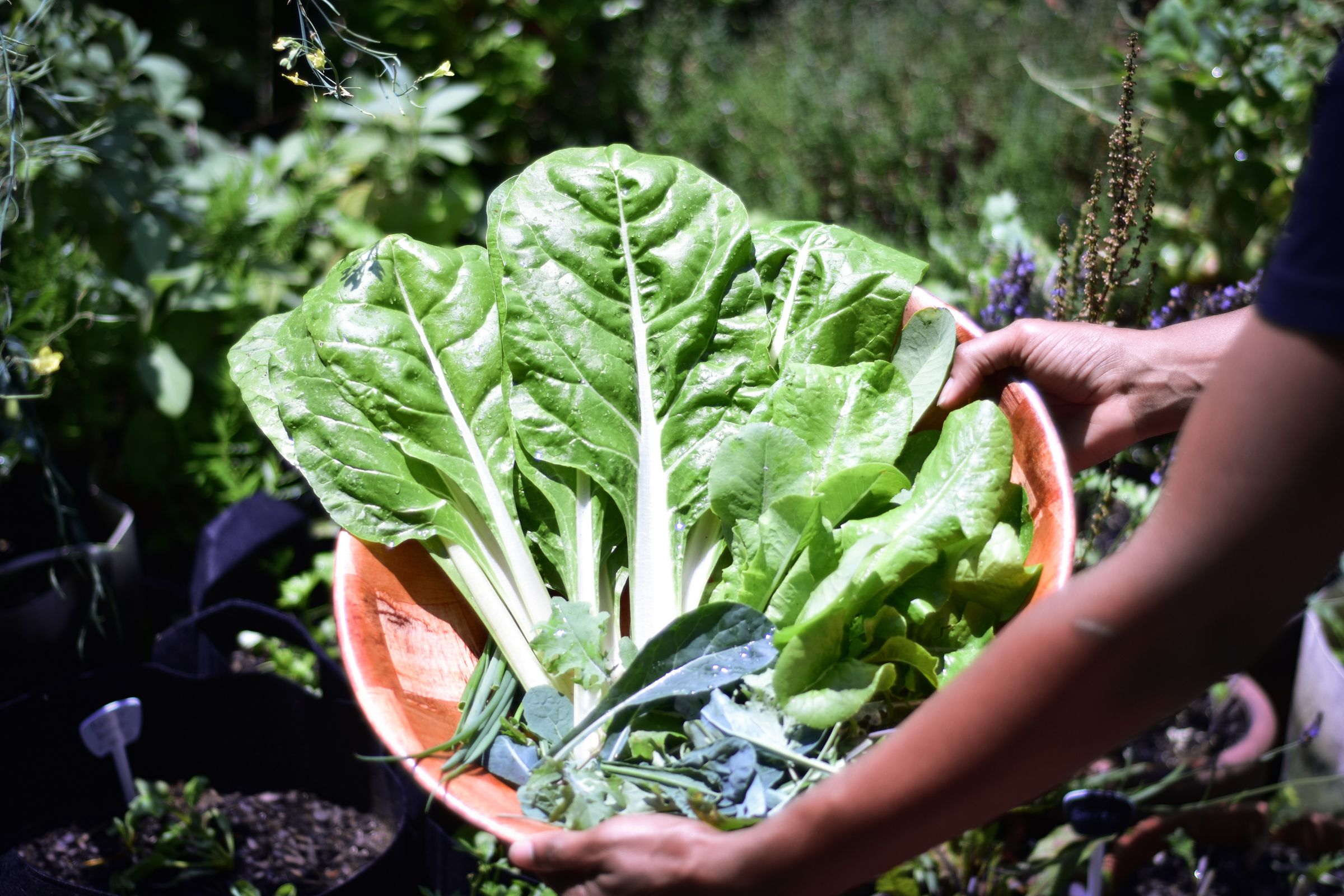 Person holding clay pot with spinach harvest