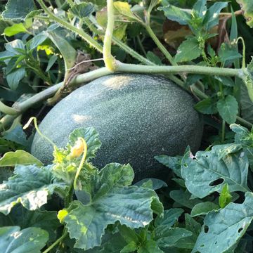 Melons in garden bed