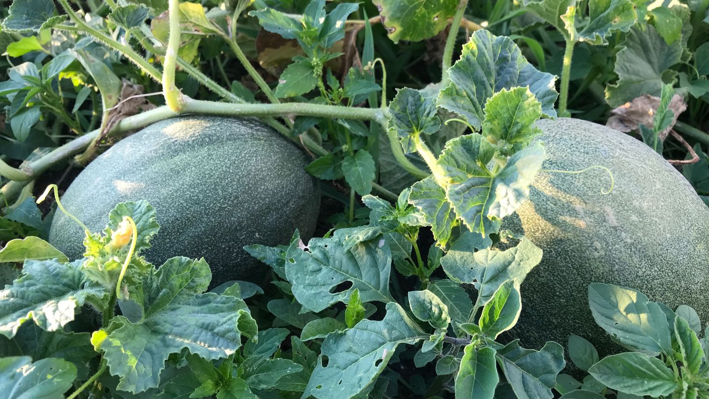 Melons in garden bed