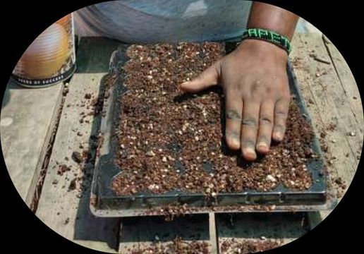 Women preparing a plant nursery
