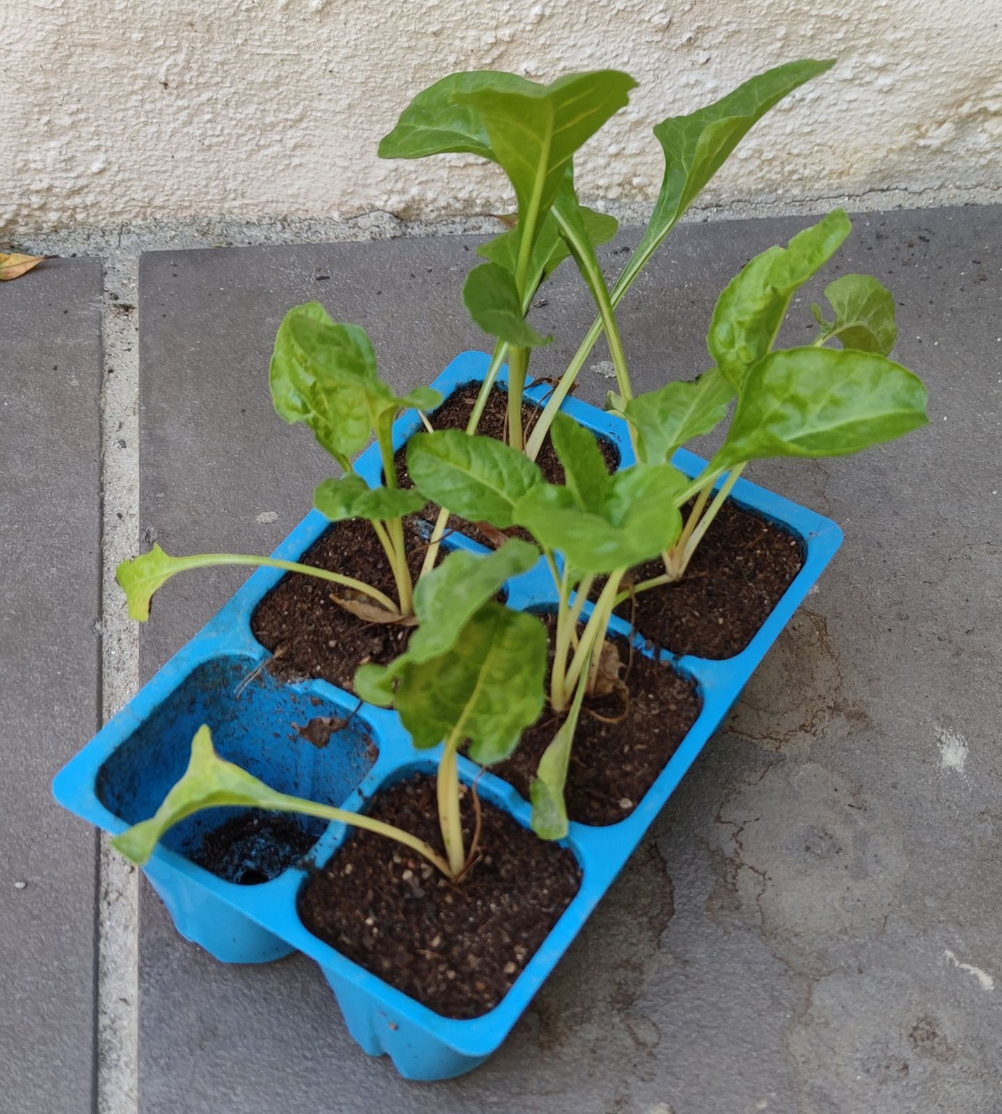 Seedlings