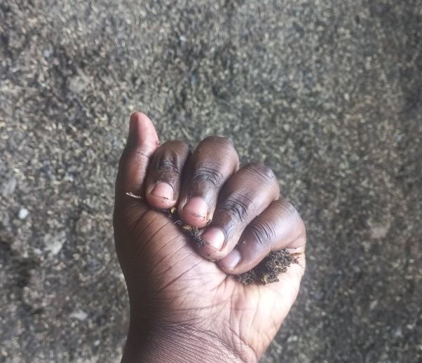 Testing the moisture - squeeze tightly