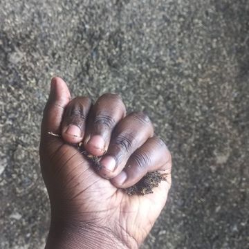 Testing the moisture - squeeze tightly