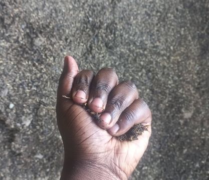 Testing the moisture - squeeze tightly