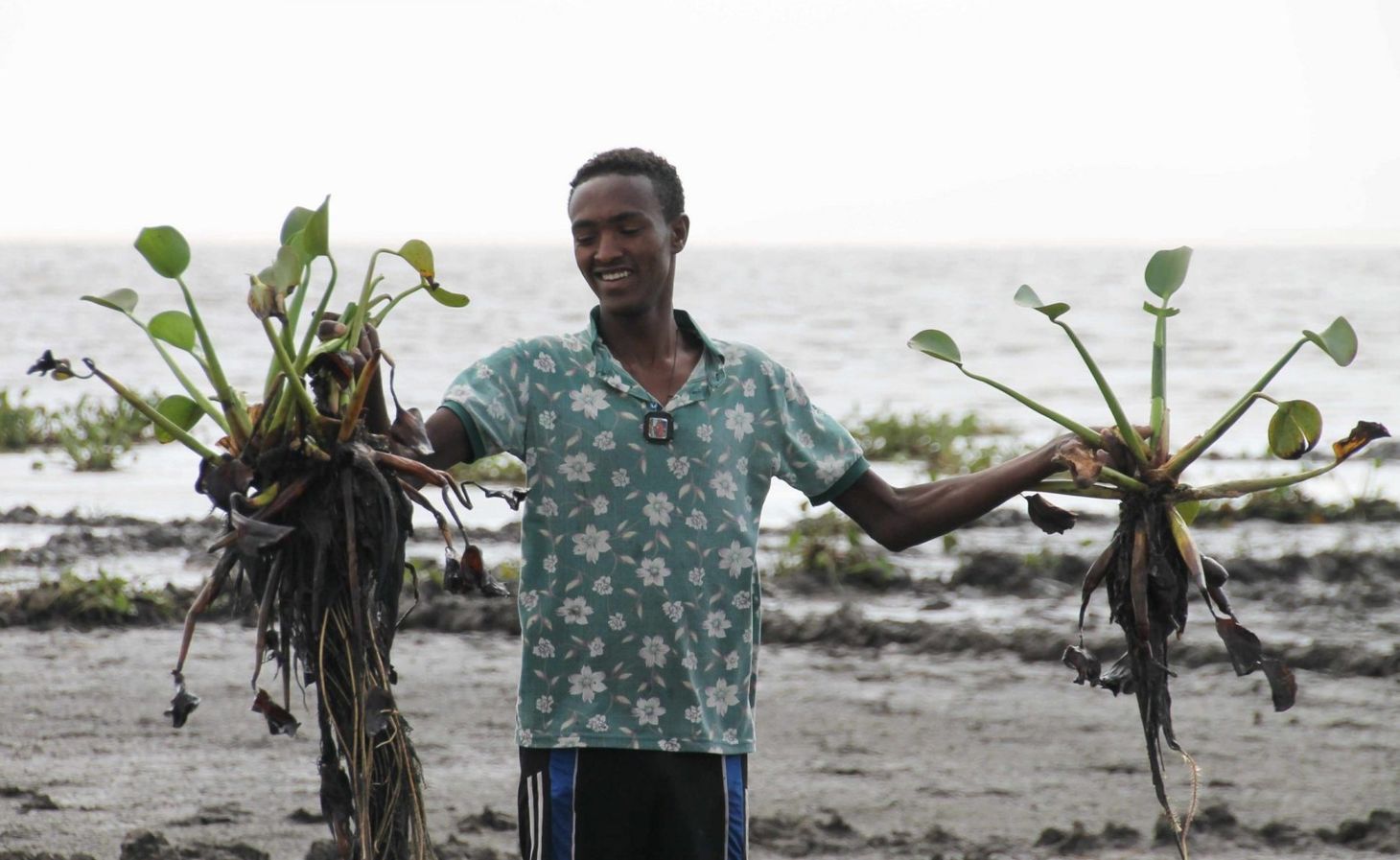 Waterhyacinths at lake Tana in Kenya