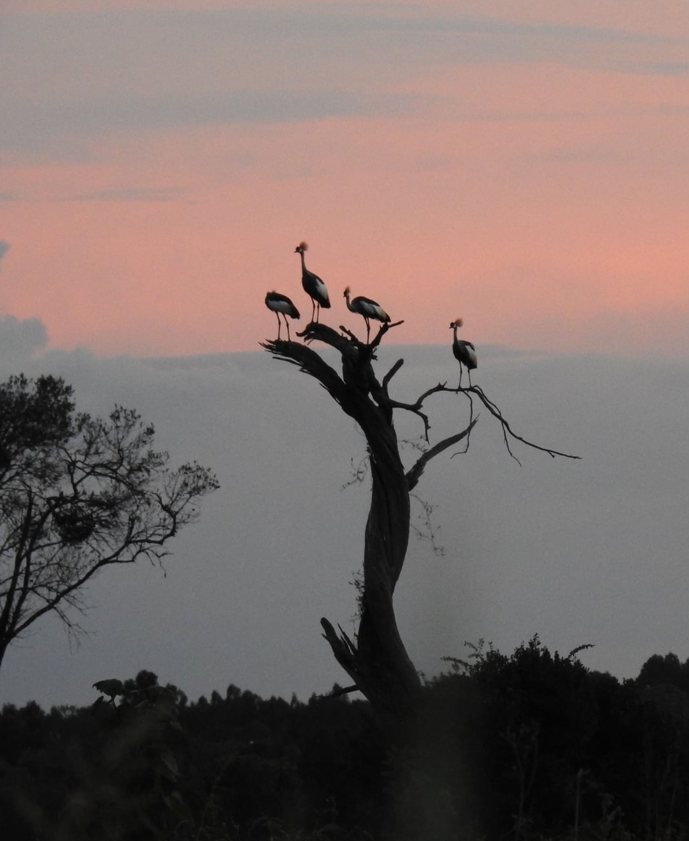 Cranes on tree